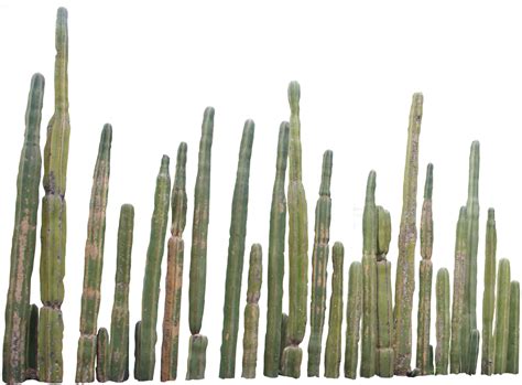 Cactus Image Png Transparent Background Free Download 39158