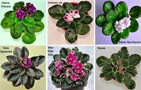 What Are The Different Types Of African Violet Plants Baby Violets