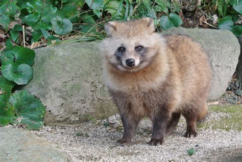 Are Japanese Raccoon Dog Endangered