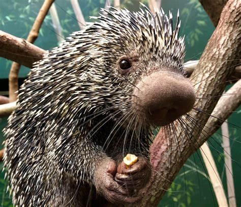 New At The Zoo Prehensile Tailed Porcupine Quillbur Smithsonians
