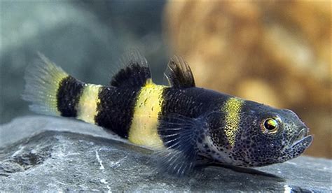Bumblebee Goby The Definitive Guide 2020 Micro Aquatic Shop