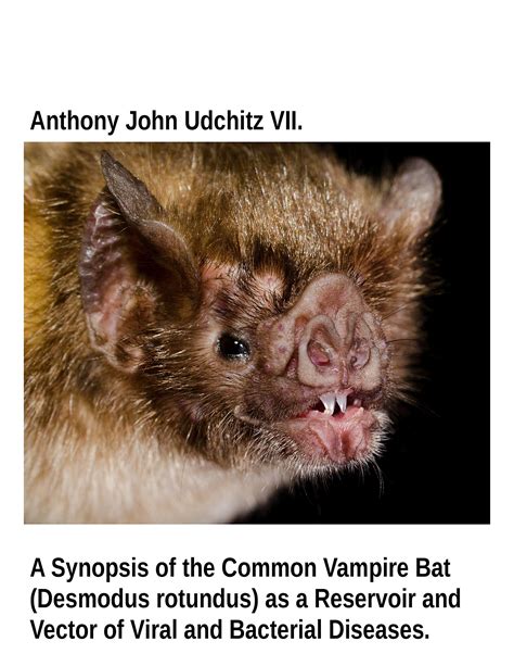 A Synopsis Of The Common Vampire Bat Desmodus Rotundus As A Reservoir