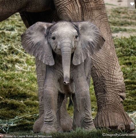 Elephant Baby Elephant Elephant Images