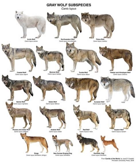 Gray wolf subspecies chart | Wolf spirit animal, Wolf dog, Animals