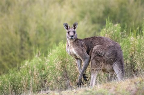 Where Can I See The Eastern Grey Kangaroo In The Wild