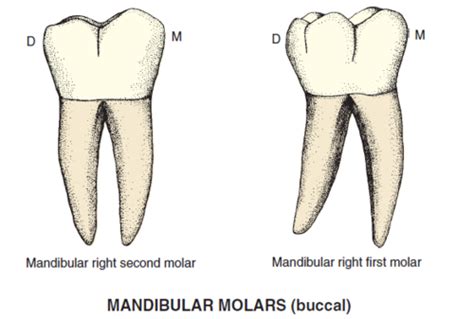 X Mandibular Vs Maxillary Molars Flashcards Quizlet