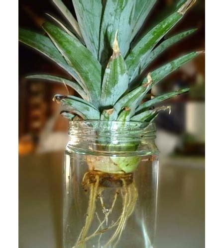 How To Grow A Pineapple In Water
