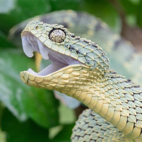 African Snakes Bush Vipers Snake Viper Snake Snake Photos