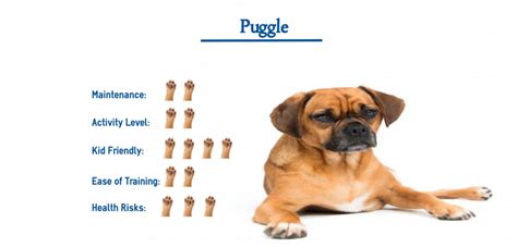 Puggle Dog Breed Everything You Need To Know At A Glance