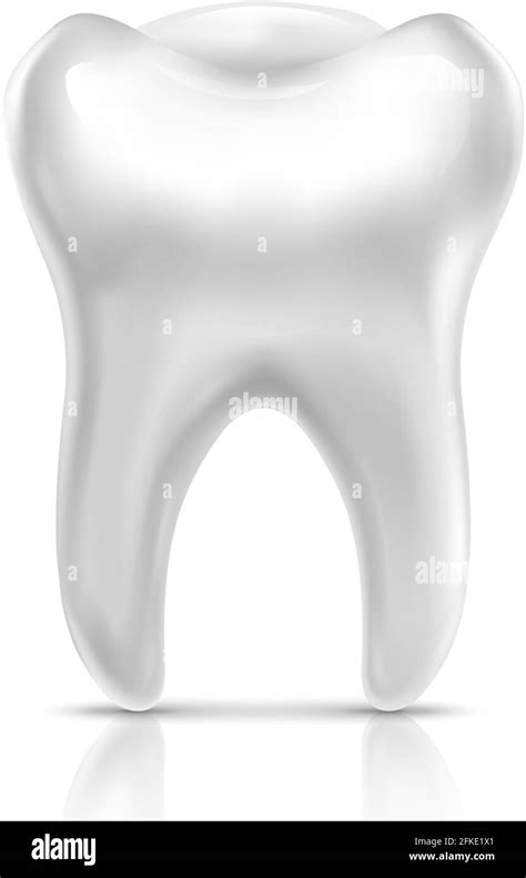 3d Realistic Vector Human Tooth Isolated On White Background Stock