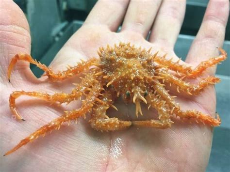 40 Most Bizarre Deep Sea Creatures In The World Barnorama
