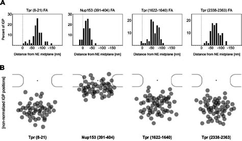 Postembedding Immunogold Localization Of Tpr Domains And The