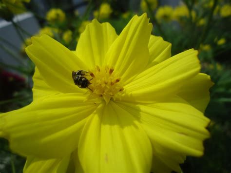 We did not find results for: WALLPAPER BUNGA KENIKIR KUNING ROMANTIS - Rumah Daun Muda