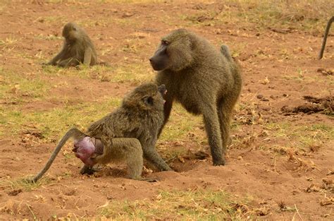 Sexually Transmitted Diseases Reduce The Willingness Of Female Baboons