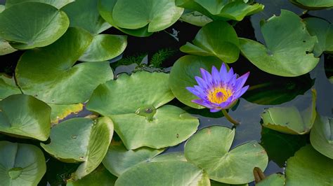 Lotus Landscapes Flower Free Photo On Pixabay Pixabay