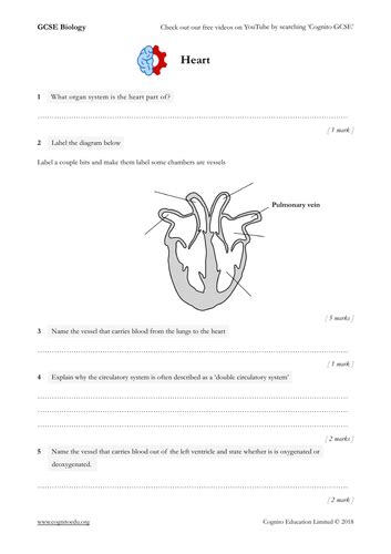 Label The Heart Worksheet Answer Key