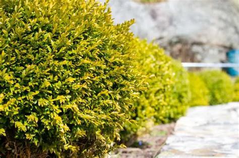 Do Deer Eat Boxwoods Toxic Or Healthy