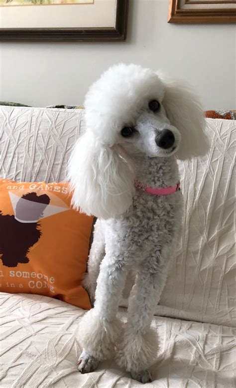 Beautiful Jolie May 2 2018 Poodle Cuts Poodle Puppy Poodle Haircut