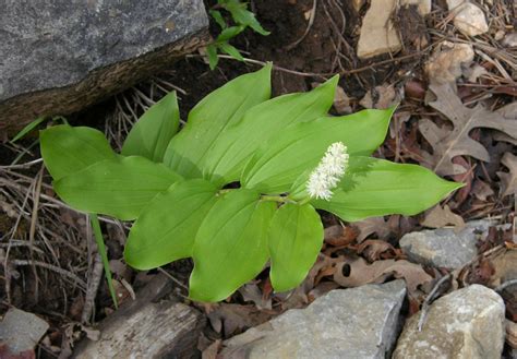 False Solomons Seal The Edible And Medicinal Plants Of The Pacific