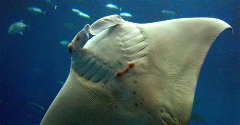 Baby Manta Ray At Japan Aquarium Dies