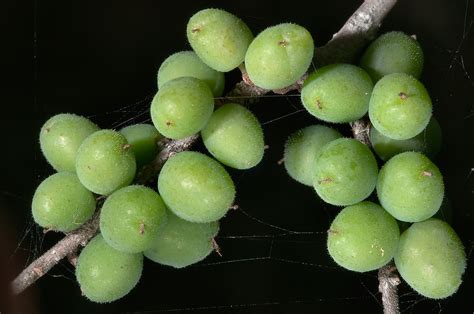 Image Result For Green Berries Berries Grapes Green