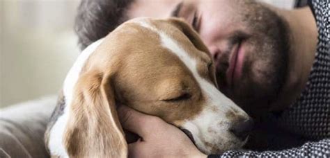 Descubre cómo los perros llegan a demostrar su cariño a sus dueños
