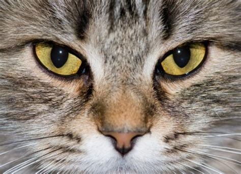 Anisocoria In Cats Causes Treatment And Faqs Petmd