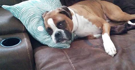 My Boxer Sleeping On A Pillow Imgur