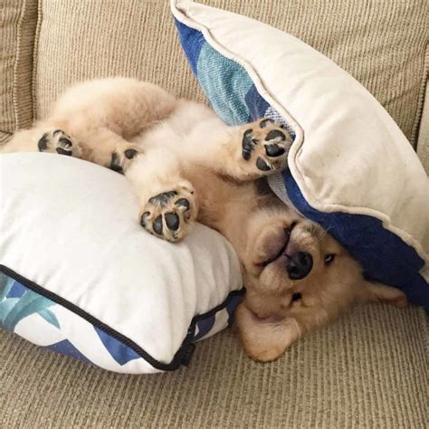 24 Pics Of Dogs That Managed To Fall Asleep In Hilariously Awkward