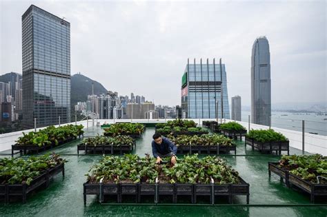 Hong Kongs Urban Farms Sprout Gardens In The Sky Environment The