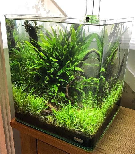 An Aquarium Filled With Green Plants On Top Of A Wooden Table