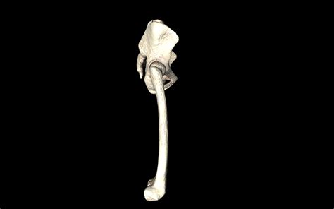 Hip Joint Hip Bone Sacrum Femur Only Bones Medically Accu 3d