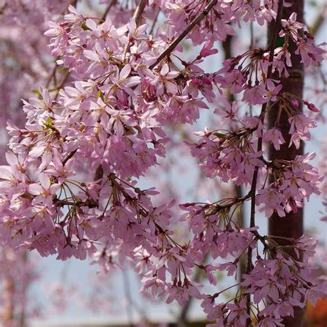 Pink Snow Showers Prunus Proven Winners Trees Spring Meadow Nursery