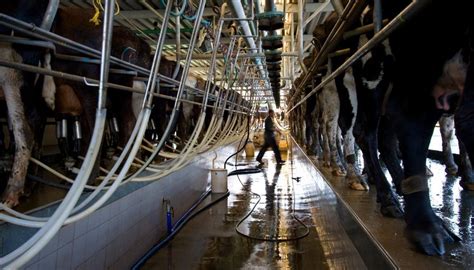 Dairy Farmer Who Broke Cows Tails Fined 40000 Newshub