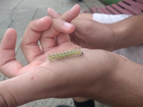 Found This Caterpillar In Central New Jersey And Theres Tons Of Them
