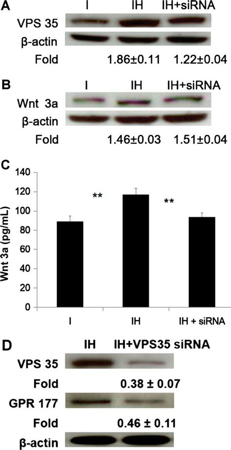 Effect Of Hbo On The Expression Of Vps And Wnt A Protein Levels Of