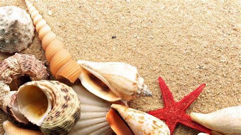 Sand Shells Starfish Beaches Wallpaper 1920x1080 316594 Wallpaperup