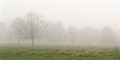 Foggy Morning On A Rural Louisiana Farm Stock Photo Image Of Field