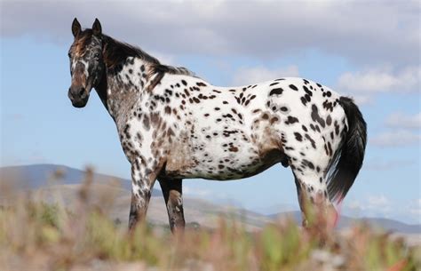 The Beautiful Appaloosa Horses American Horse Breed