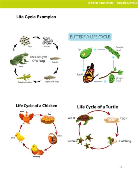 Animal Life Cycle Masteringbiology