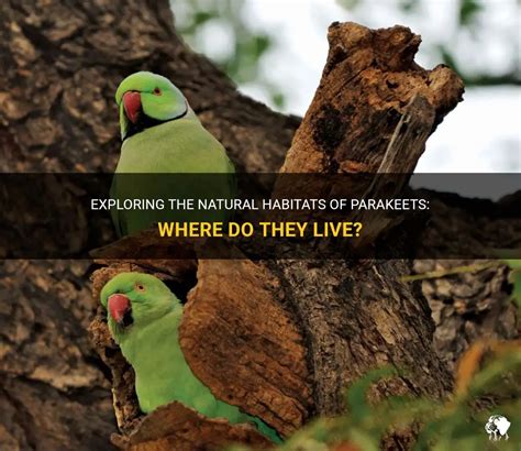 Exploring The Natural Habitats Of Parakeets Where Do They Live Petshun