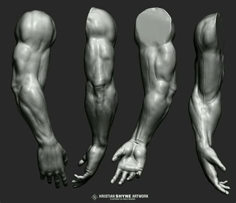 Arm Anatomy Study Zbrush Hand Arm Leg And Foot Pinterest