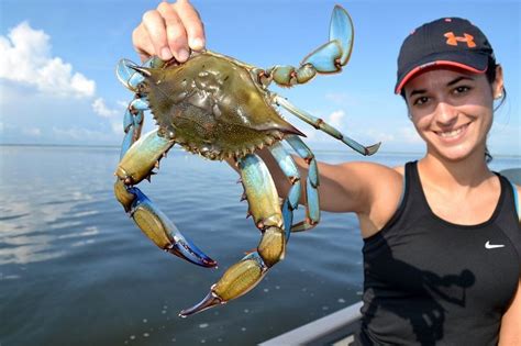 Help the little blue critter catch his candy piece. How to Catch Crabs: Crabbing Tips That Will Keep Your Pot ...