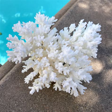 White Lace Coral Specimen Beach Weddings Coral Home Decor Glass Votive