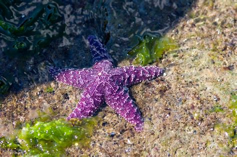 Purple Sea Star Coming Out Of Shadow