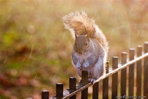 Squirrel In The Rain By Diana Barocsi On 500px Squirrel Animals Rain