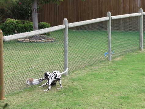 Dog Fences For Backyard