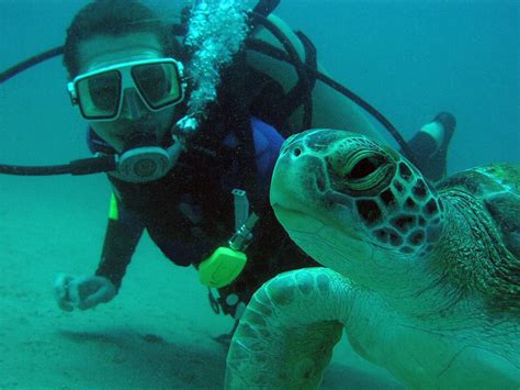 Scuba Dive At Isla Del Caño Or Isla Del Coco And Discover Why They Are