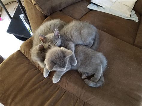 Foster Kittens Cuddle Puddle Rkittens