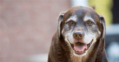 7 Ways To Make Your Senior Dog Happy Trusty Tails Pet Care